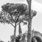 Roman trees